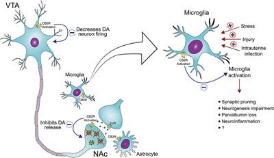 Are CB2 Receptors a New Target for Schizophrenia Treatment?